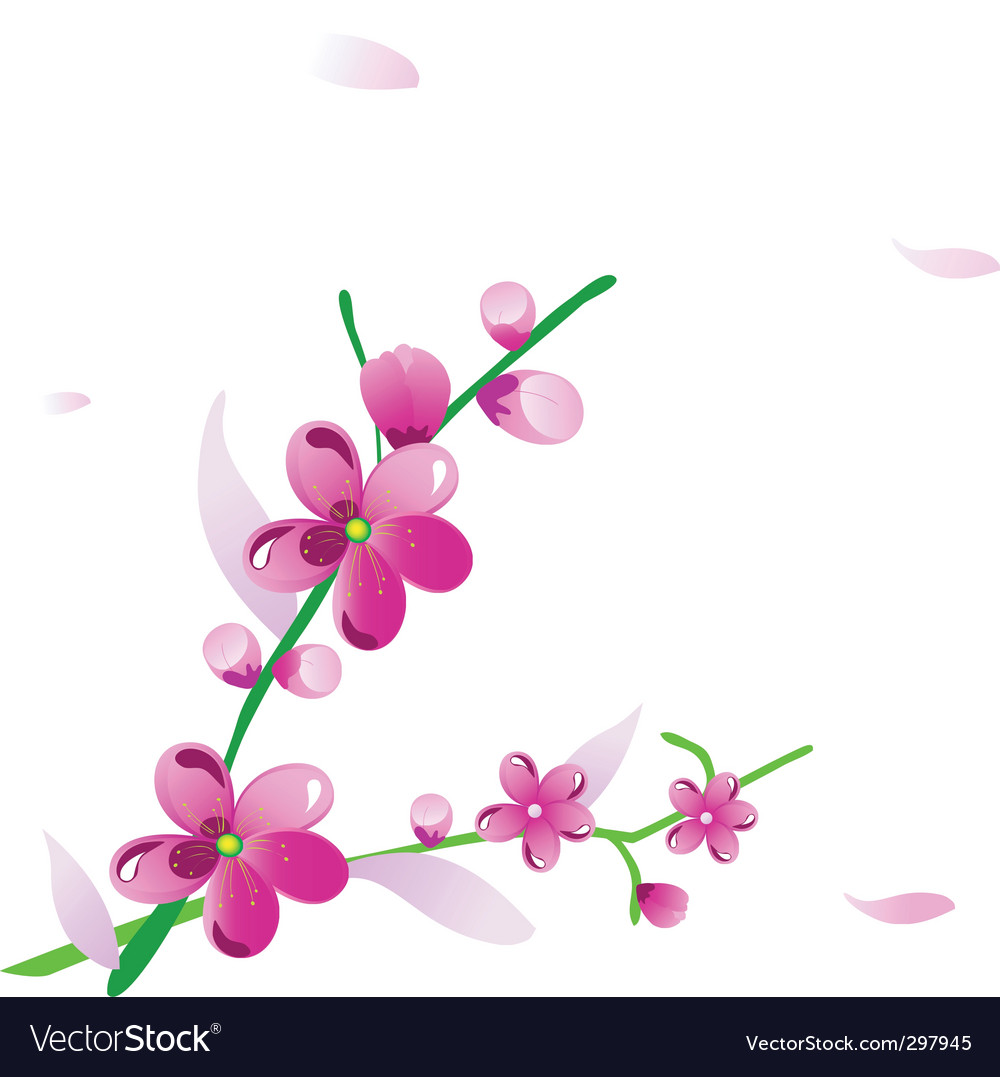 Cherry flowers Royalty Free Vector Image - VectorStock