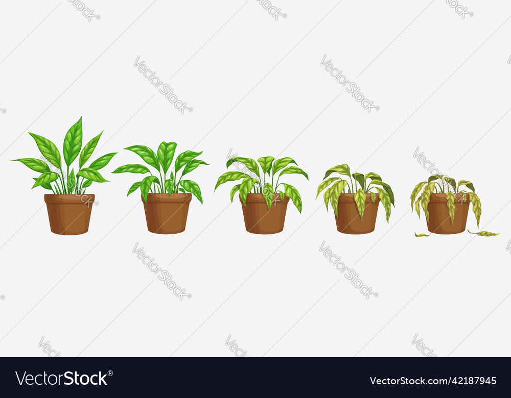 Growth wither and wilt evolution phase of flower Vector Image