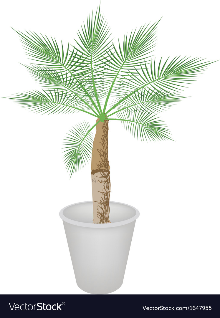 A Lovely Palm Tree In Flower Pot Royalty Free Vector Image A Lovely Palm Tree In Flower Pot Vector Image