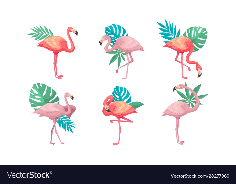 Collection beautiful pink flamingos tropical