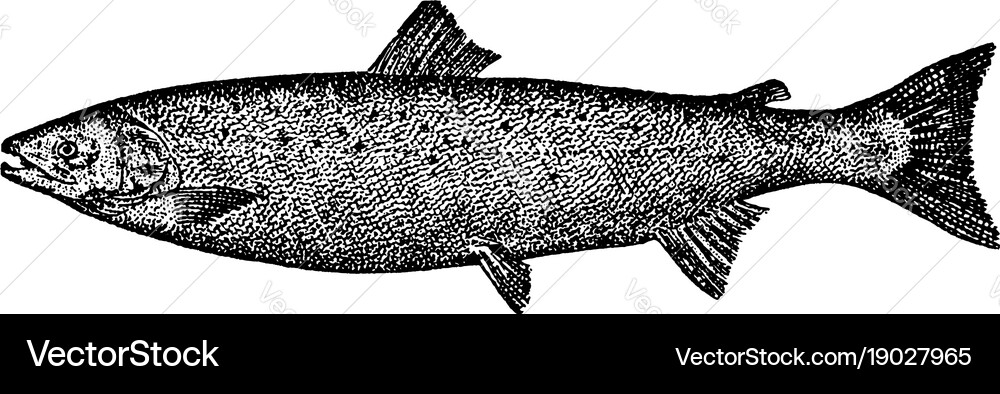 Atlantic Salmon Vector Art Illustration