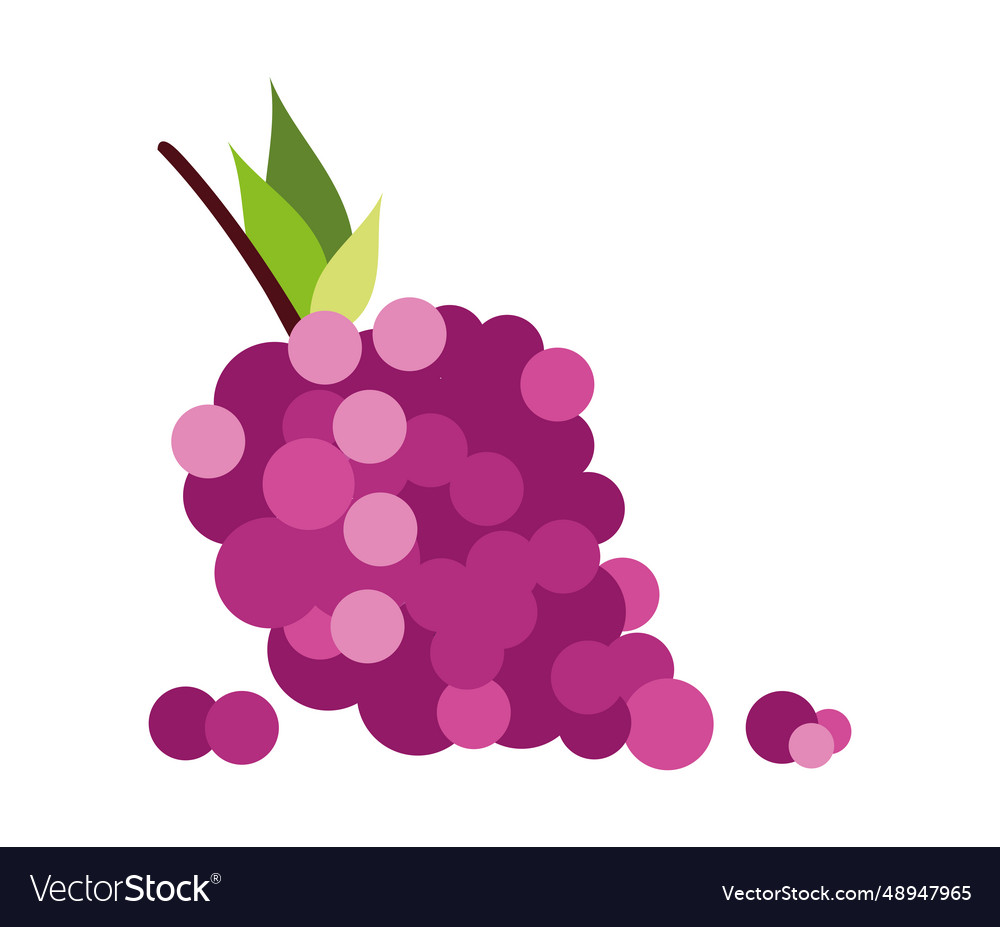 Grapes fruit purple Royalty Free Vector Image - VectorStock