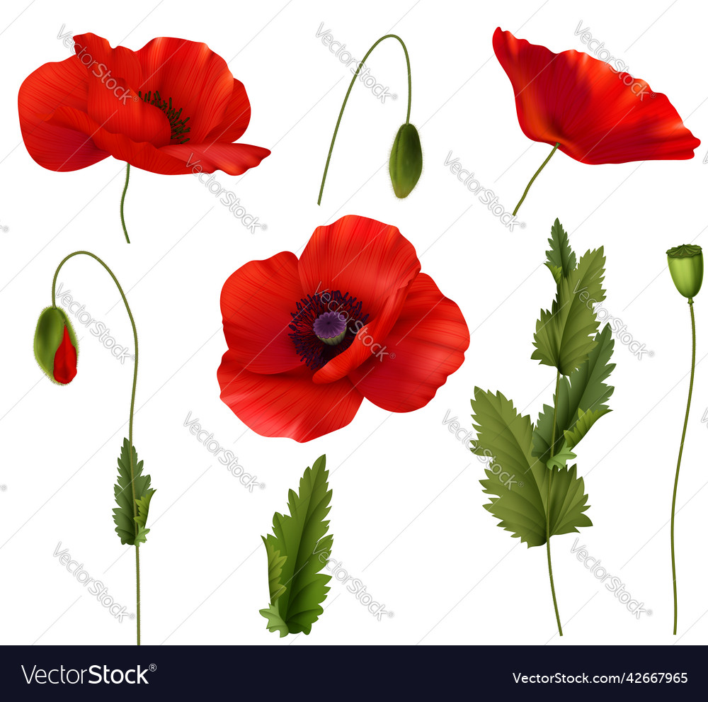 Red bloom poppies flowers realistic set Royalty Free Vector