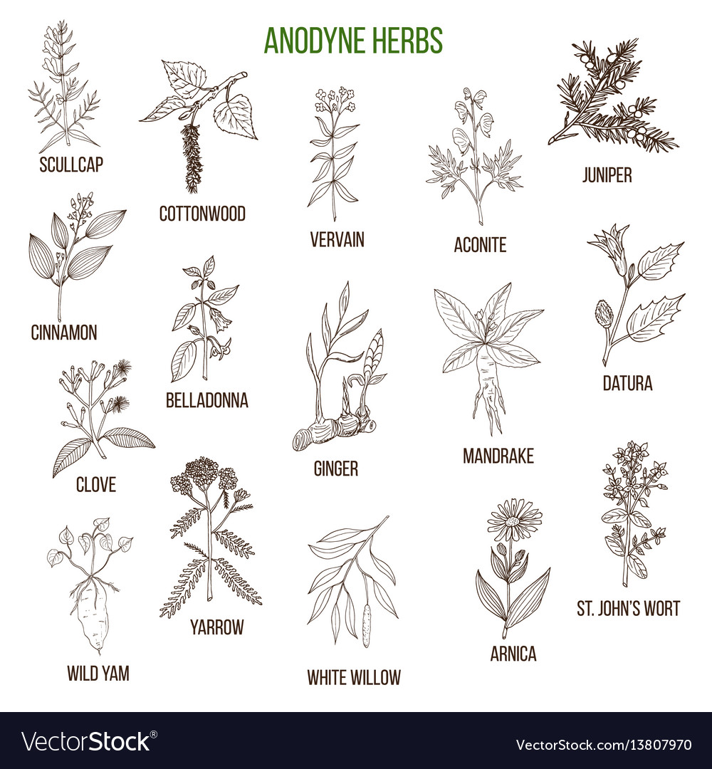 Anodyne herbs hand drawn set of medicinal plants Vector Image