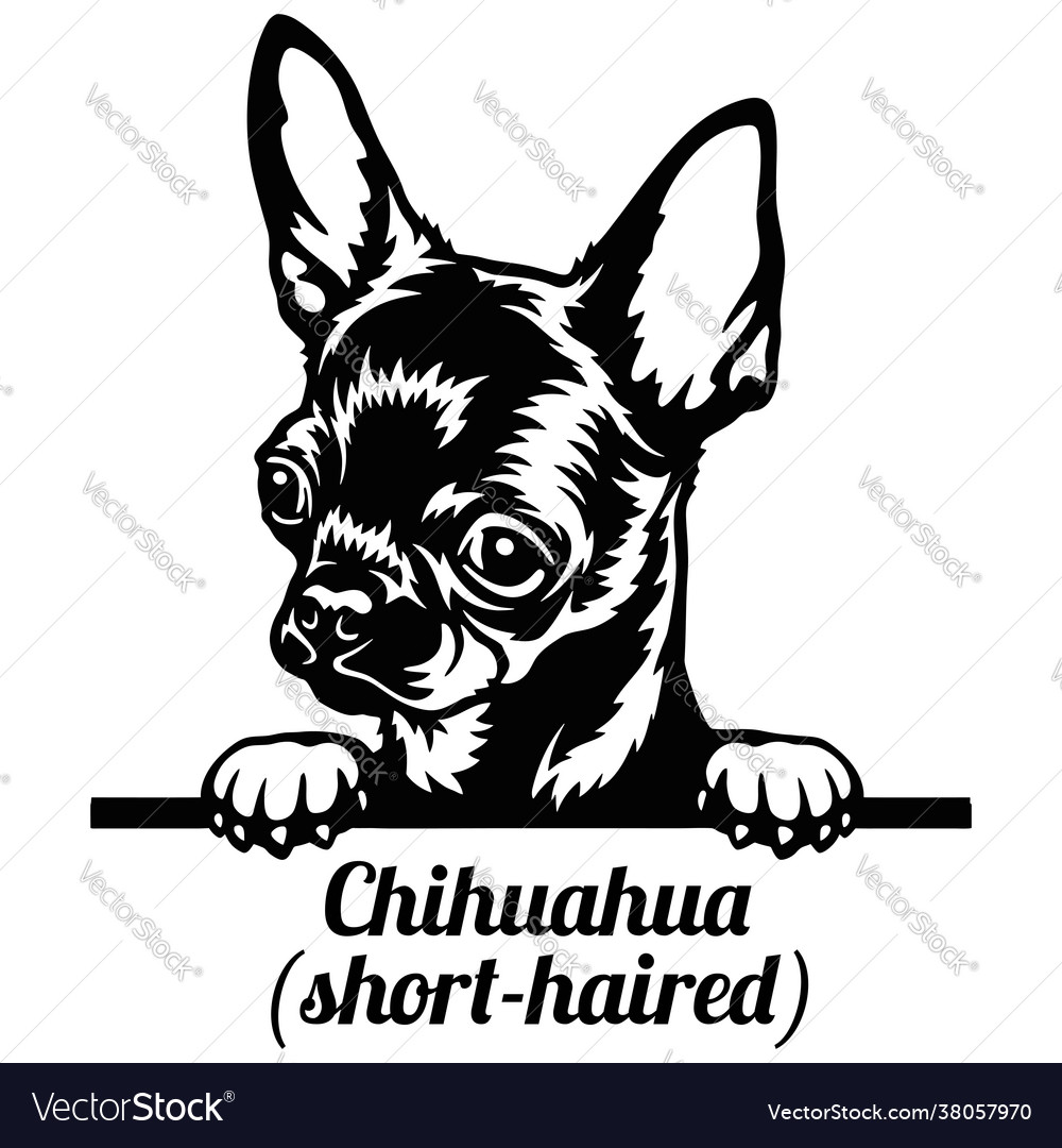 Chihuahua peeking dog - head isolated on white