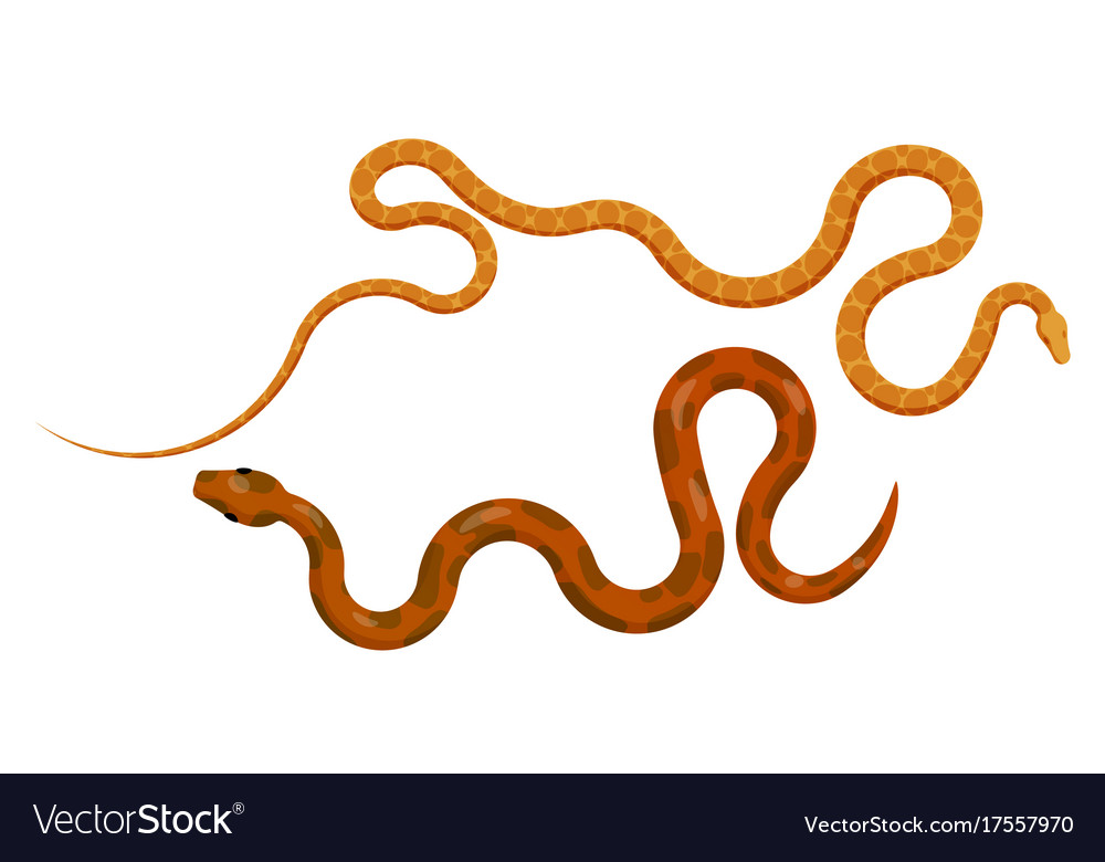 Slither red and orange pythons top view