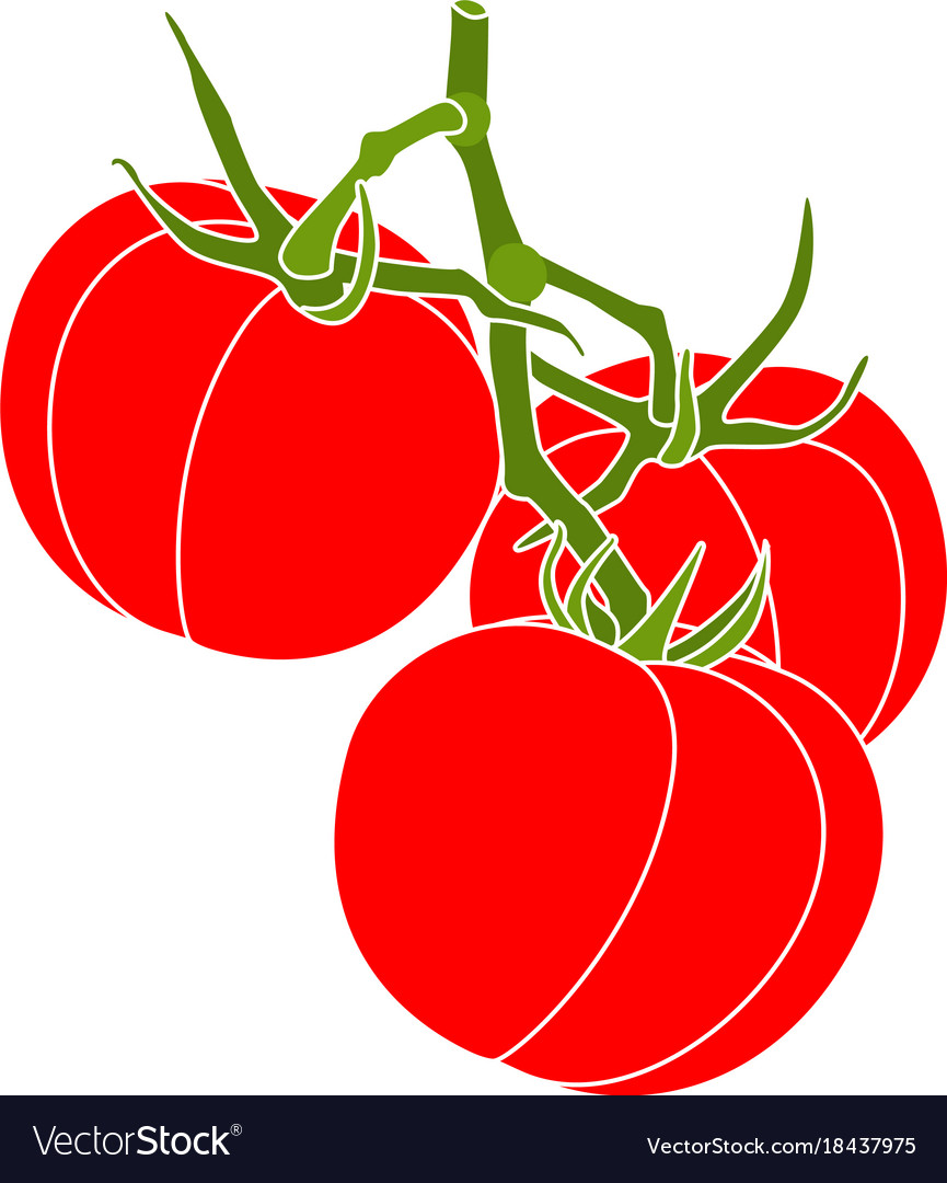 3 Three Tomatoes Branch Poster Isolated On White Vector Image