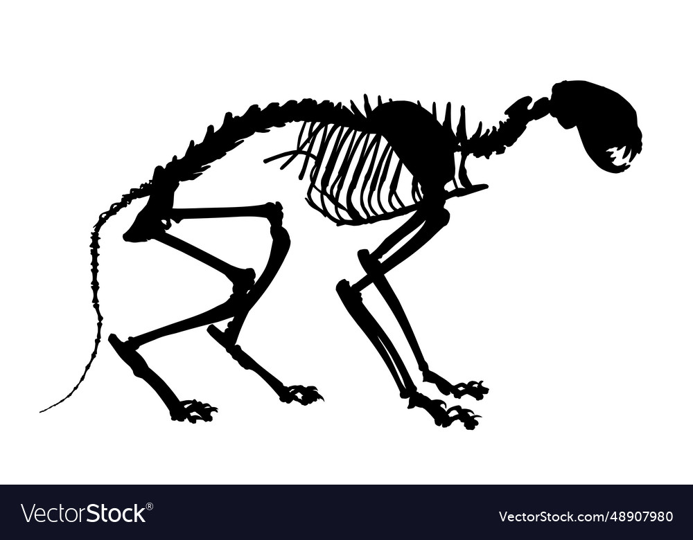 Skeleton of a large cat