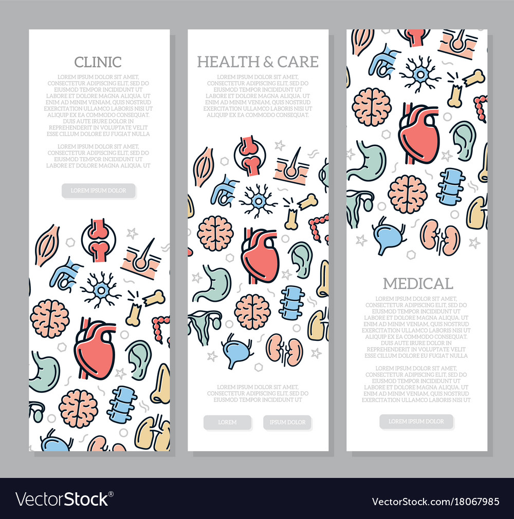 Set of three organs and anatomy vertical banners