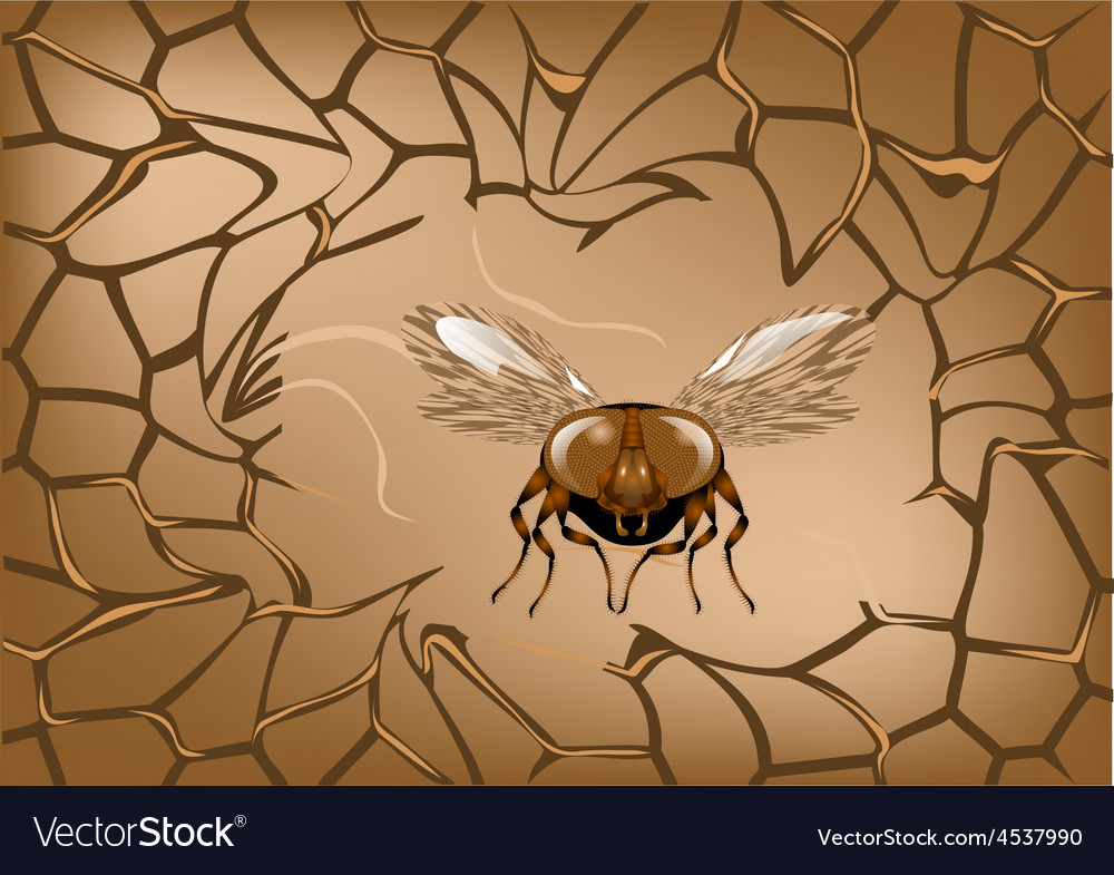 Abstract net with fly