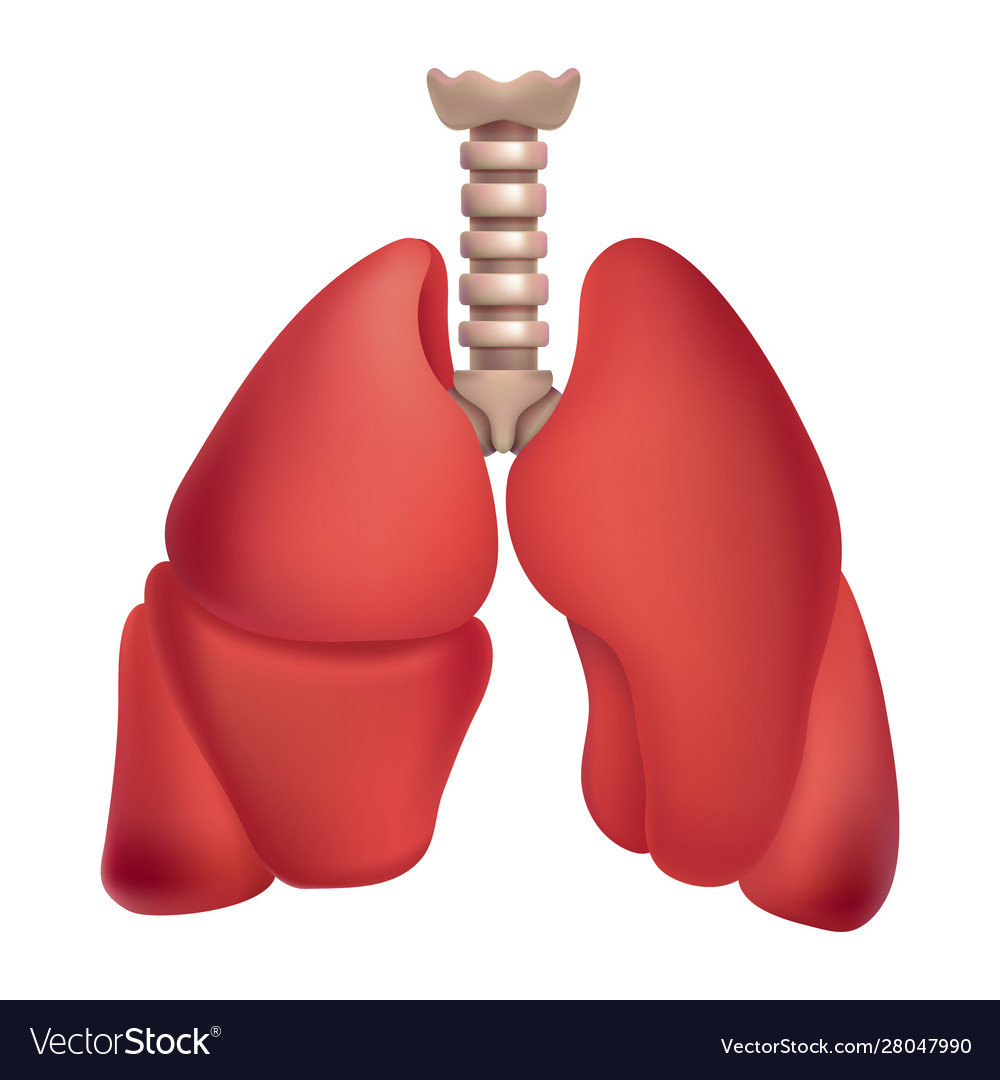 Human lungs