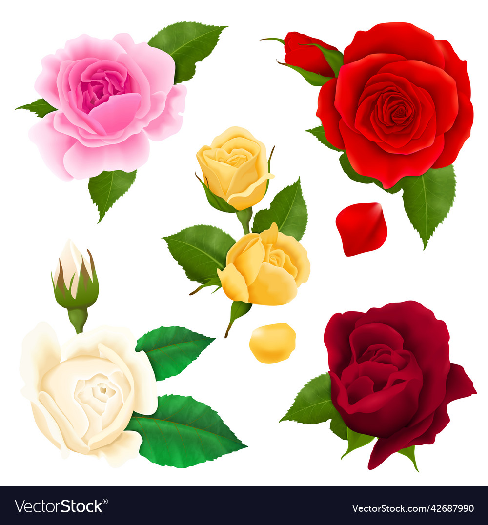 Rose realistic set Royalty Free Vector Image - VectorStock