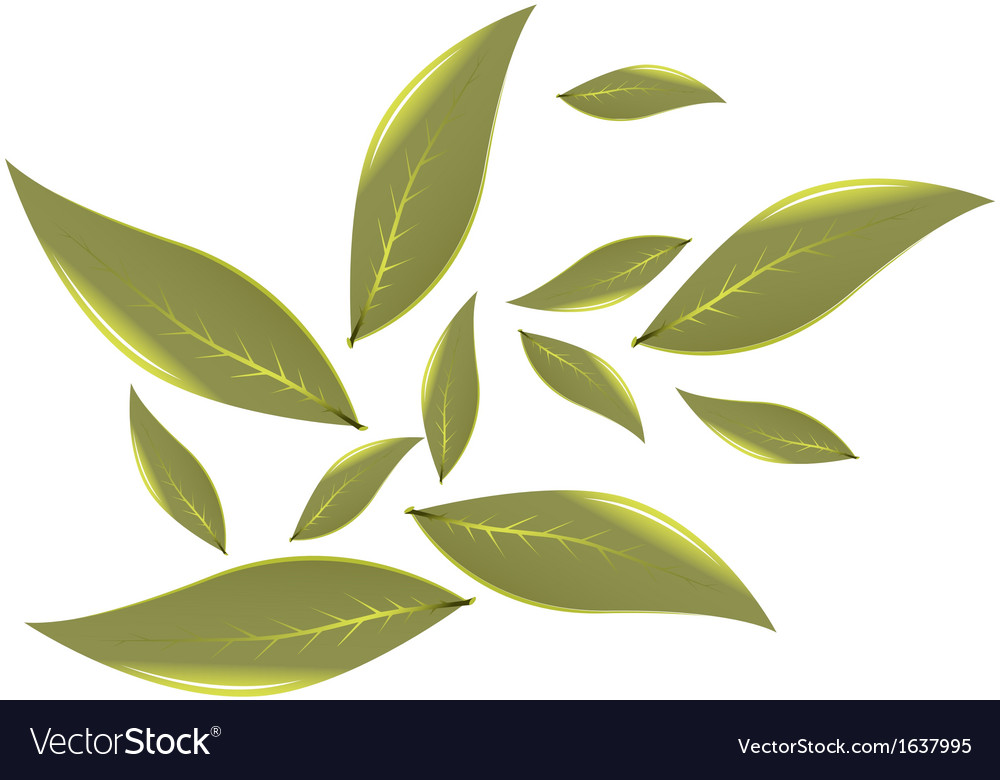 Tea leaves