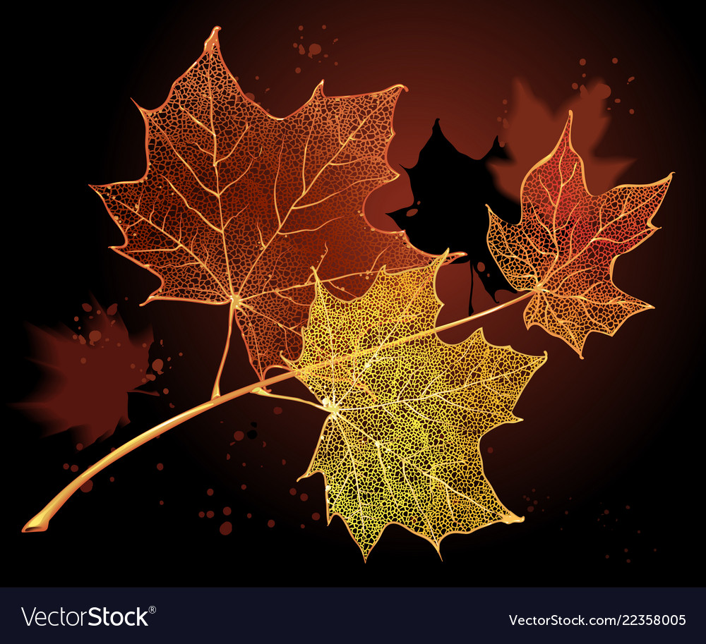 Branch with maple leaves on dark background vector image Branch with maple leaves on dark background