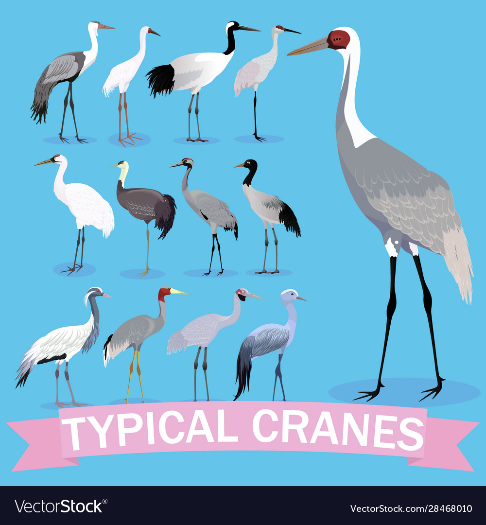 Typical cranes set cartoon cartoon birds Vector Image