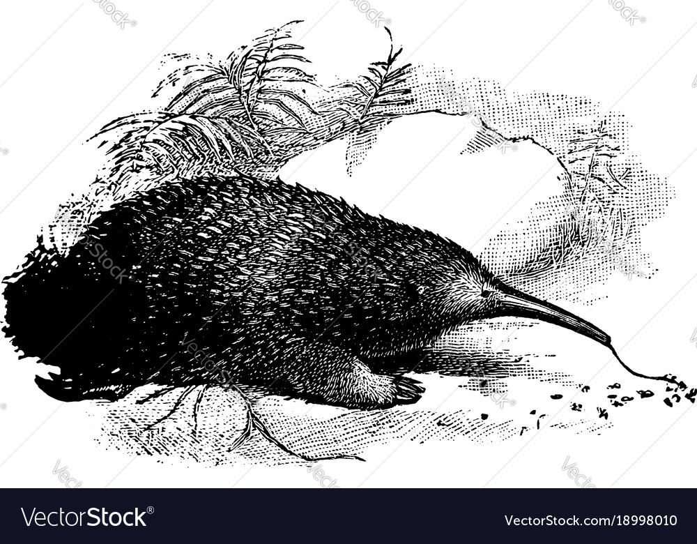 Western long beaked echidna vintage Royalty Free Vector