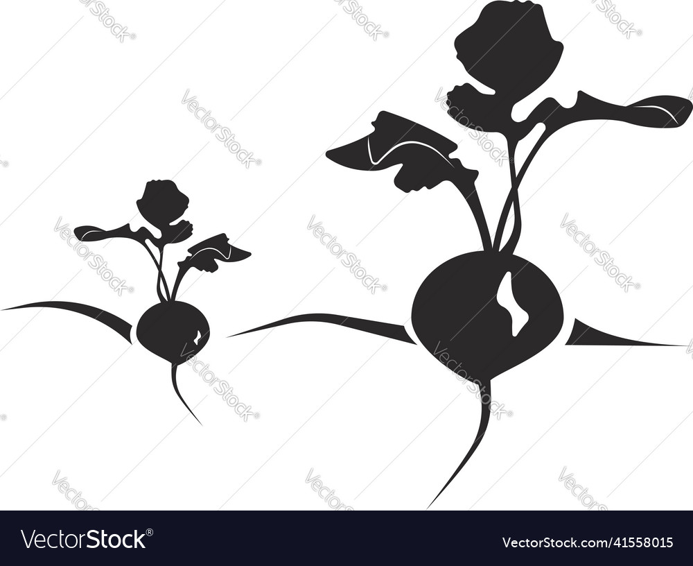 Beetroot with branches in the ground image Vector Image Beetroot with branches in the ground image
