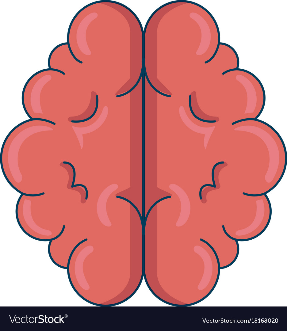 Brain organ isolated icon Royalty Free Vector Image