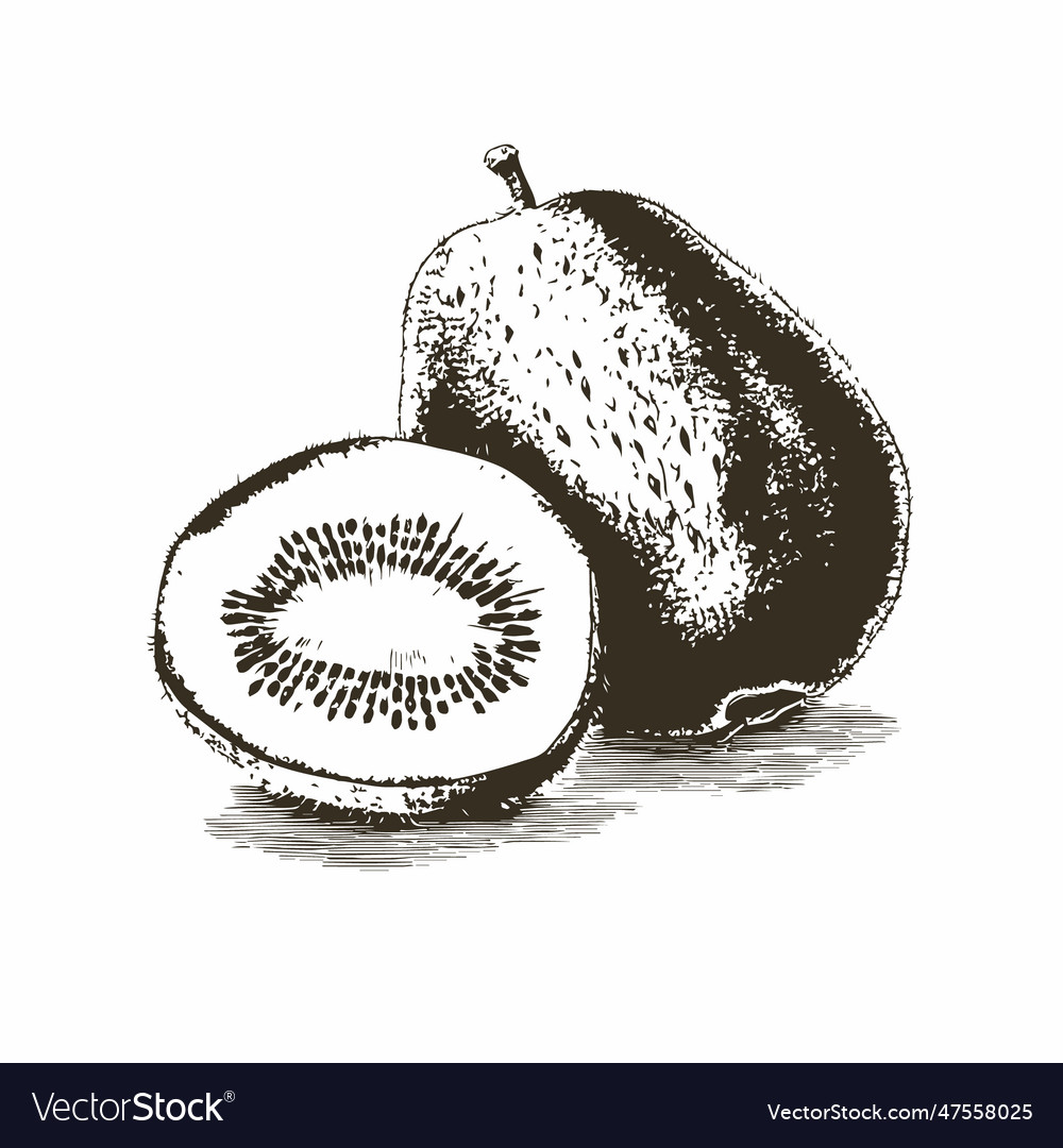 Kiwi drawing isolated hand drawn engraved style Vector Image