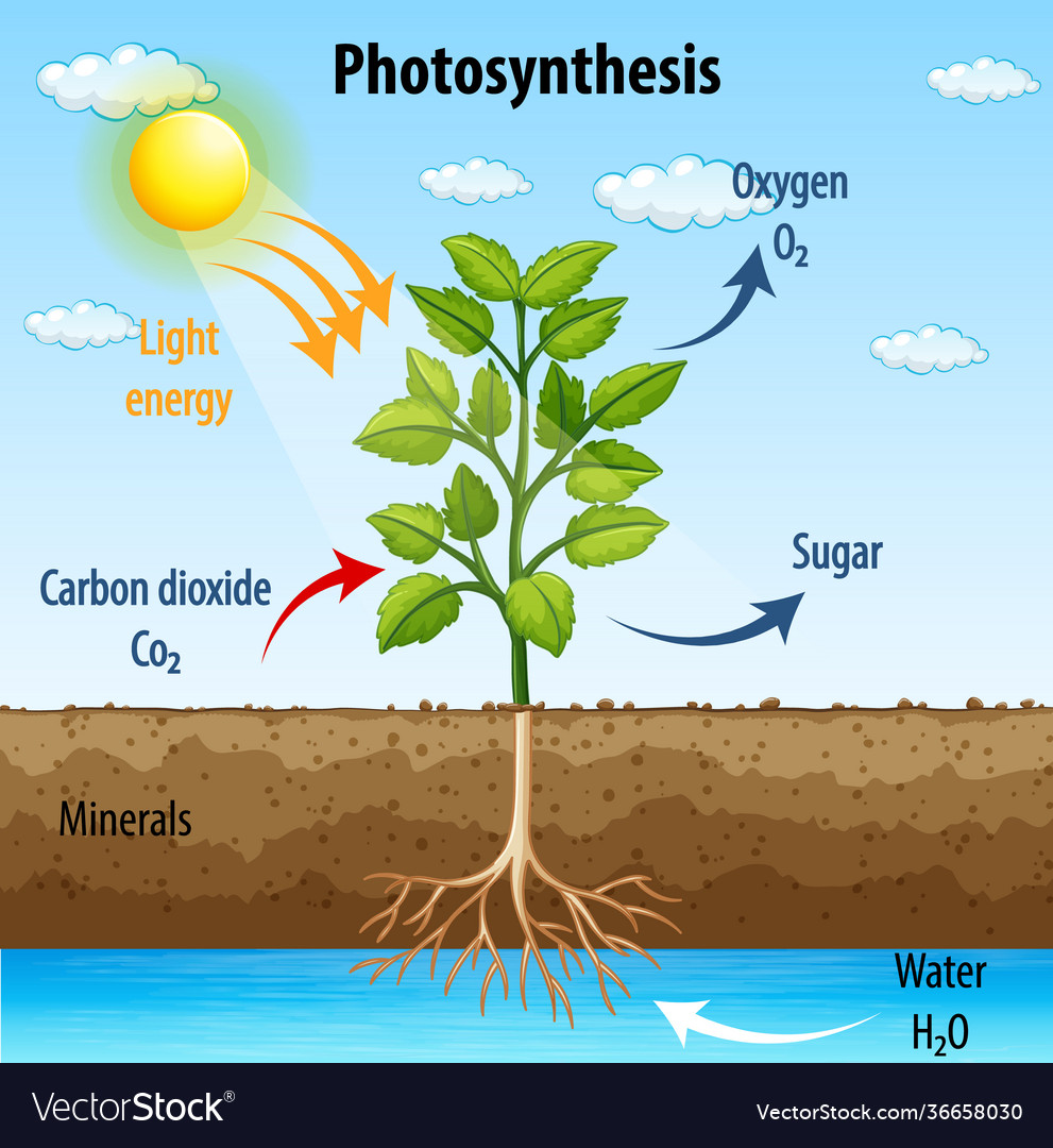 Diagram showing process photosynthesis in plant Vector Image