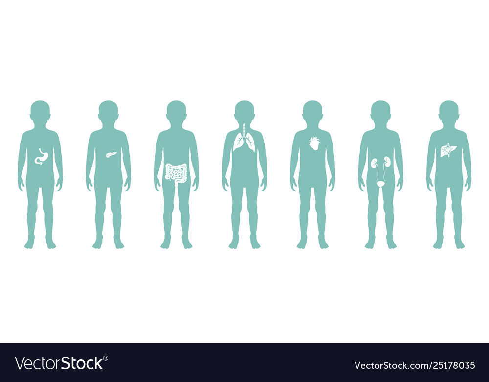 Child internal organs in boy body