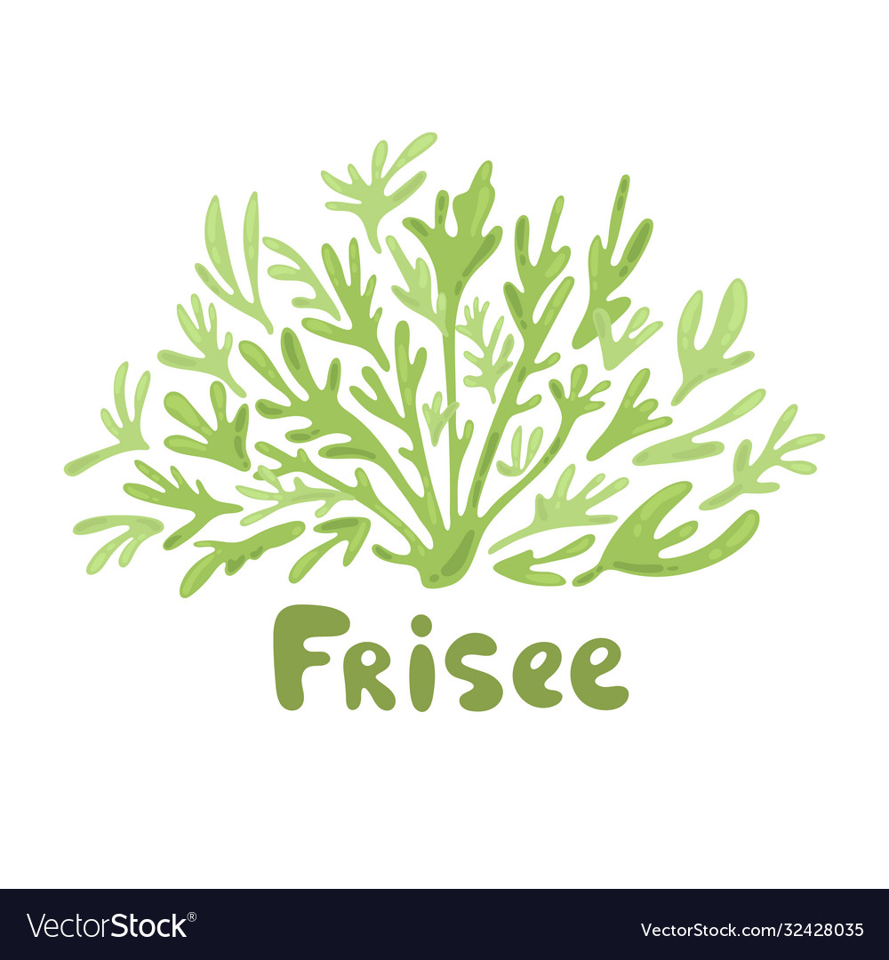 Frisee lettuce doodle icon cartoon