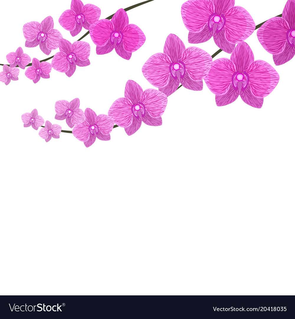 Orchids Two Branches Of Beautiful Violet Vector Image