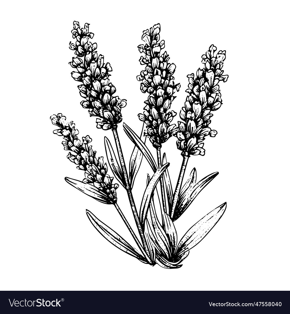 Lavenderwatercolor Painting High-Res Vector Graphic - Getty Images