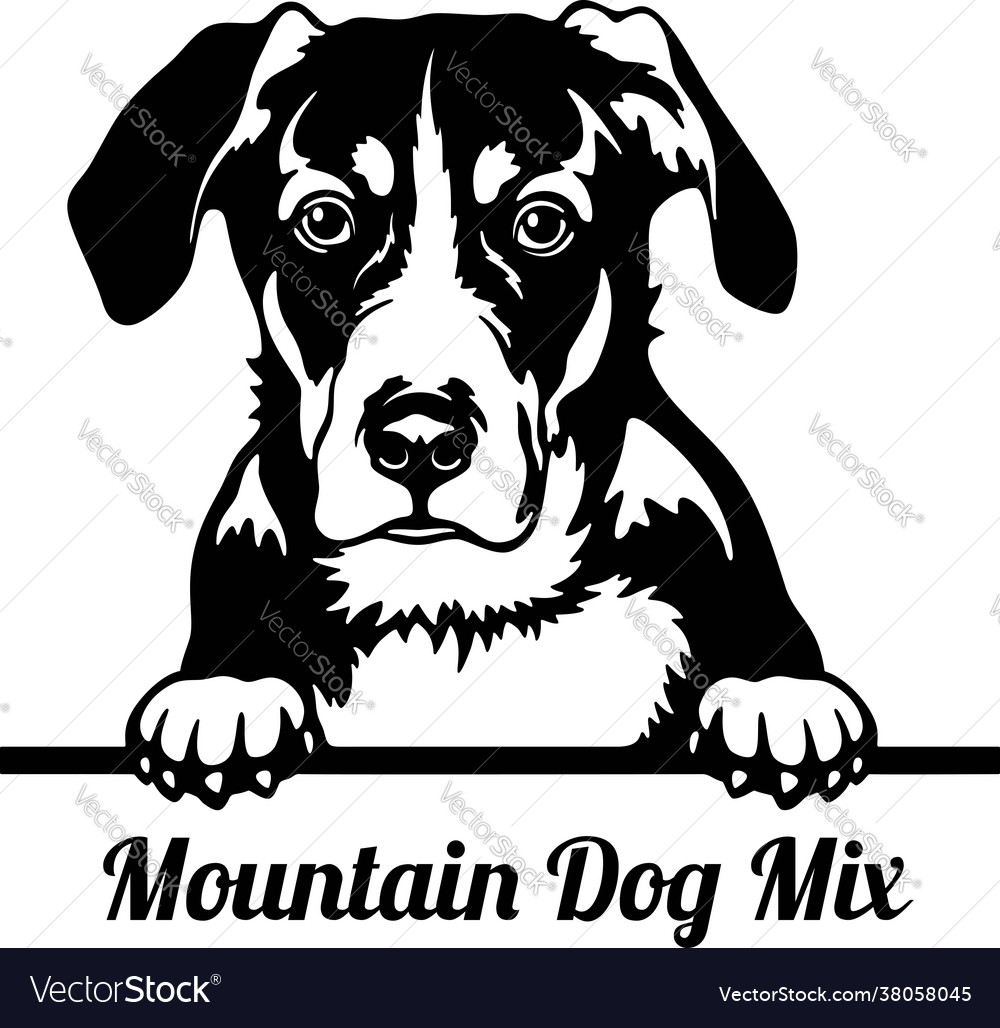 Mountain dog mix peeking - head isolated Vector Image