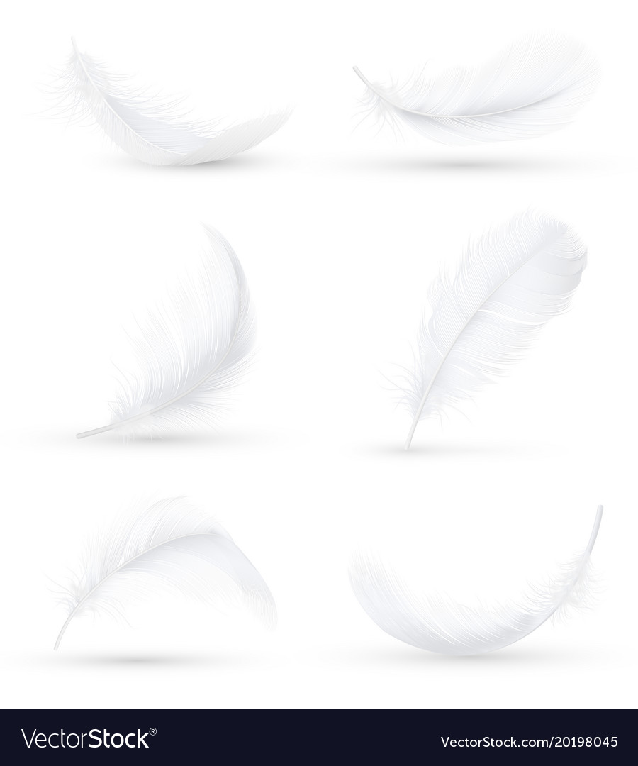 White feathers realistic set Royalty Free Vector Image