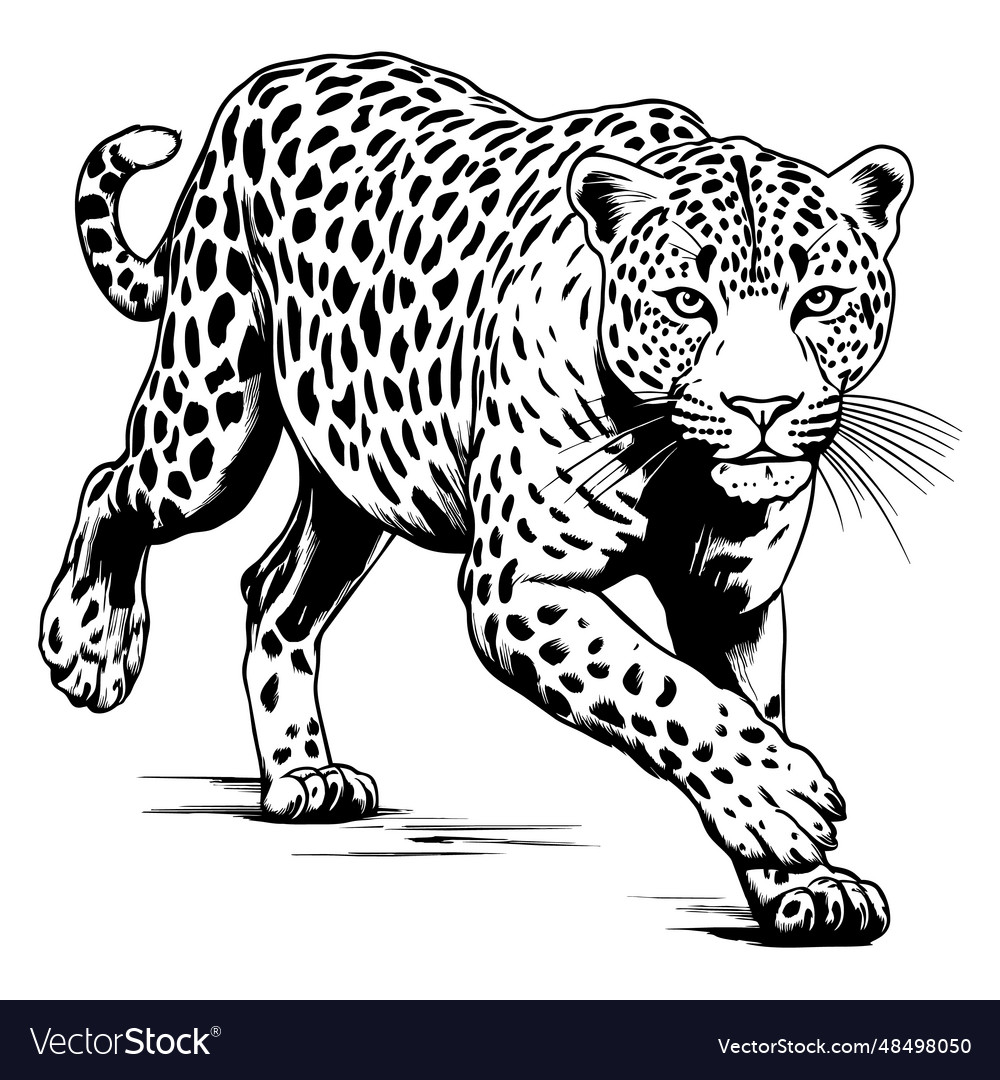 Attack leopard lines abstract vector image Attack leopard lines abstract