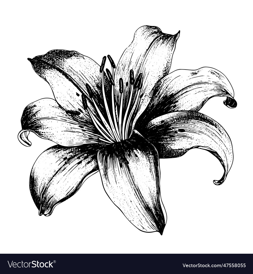 Lily drawing isolated hand drawn engraved style Vector Image