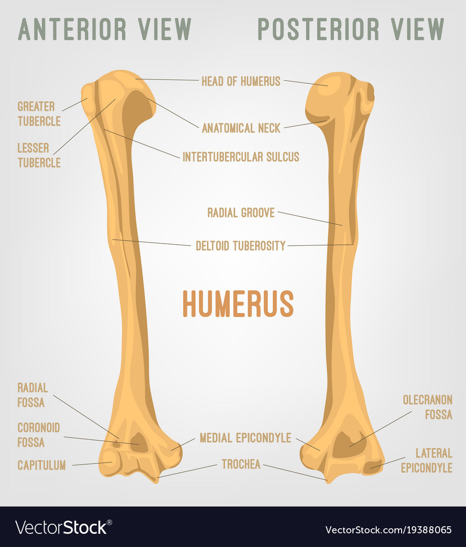 Premium Vector  Humerus bone anatomy head anatomical neck greater tubercle  deltoid tuberosity olecranon vector