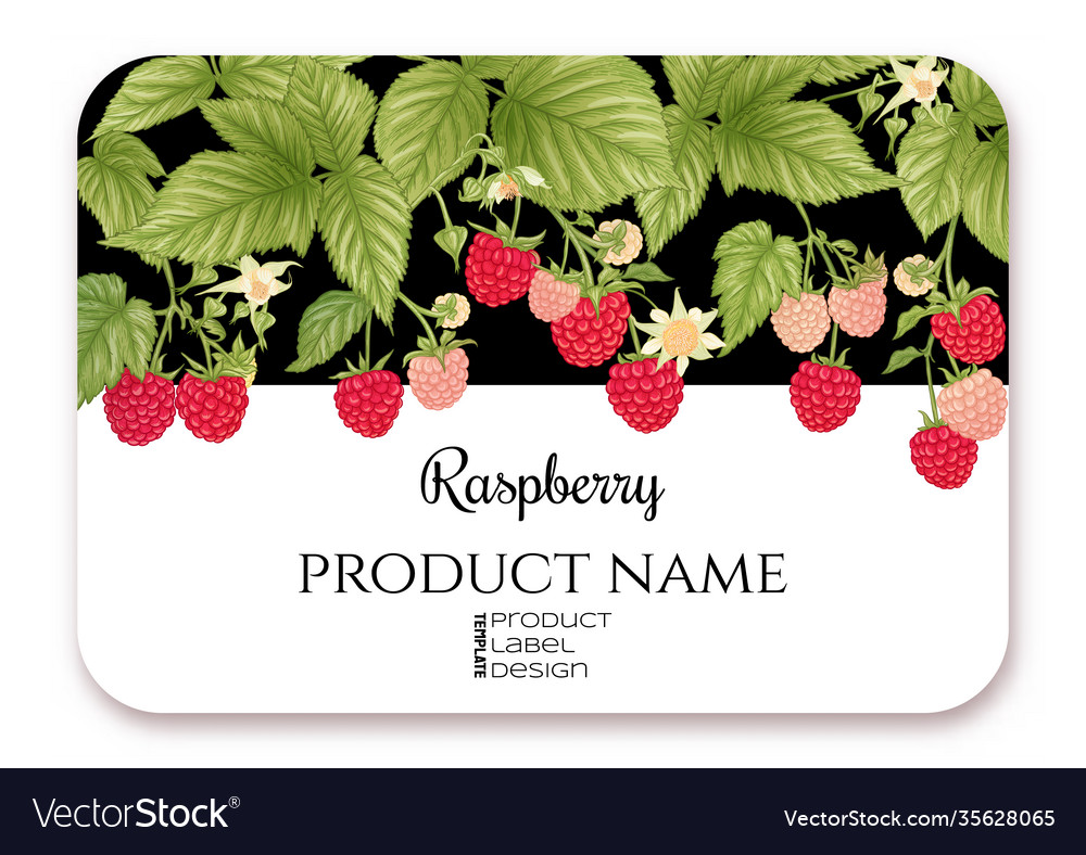 Ripe Himbeerbeeren auf Branch