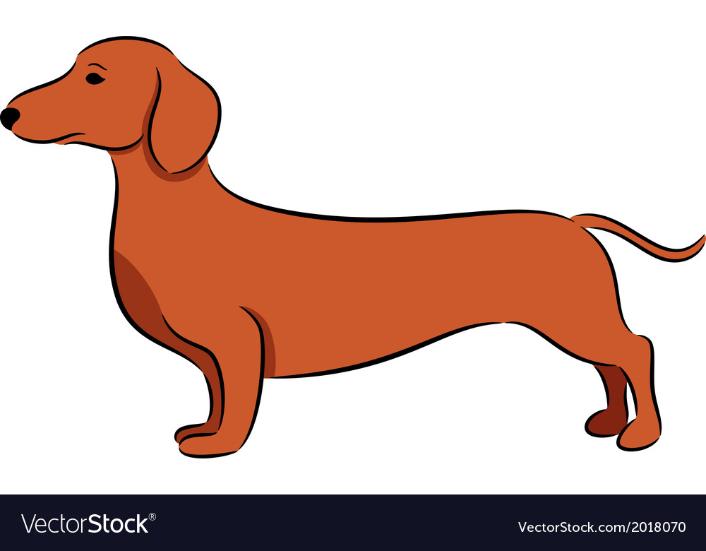 Dachshund