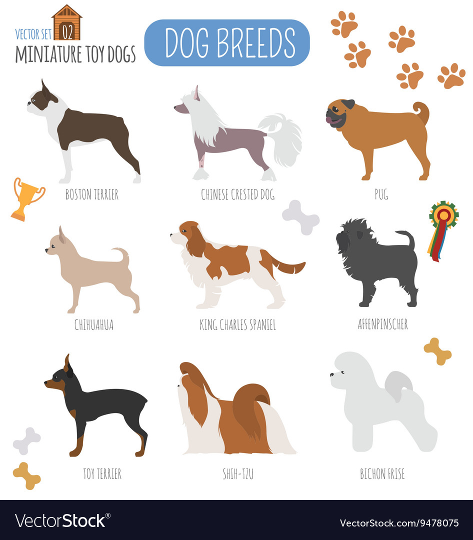 Dog breeds Miniature toy dog set icon Flat style Vector Image