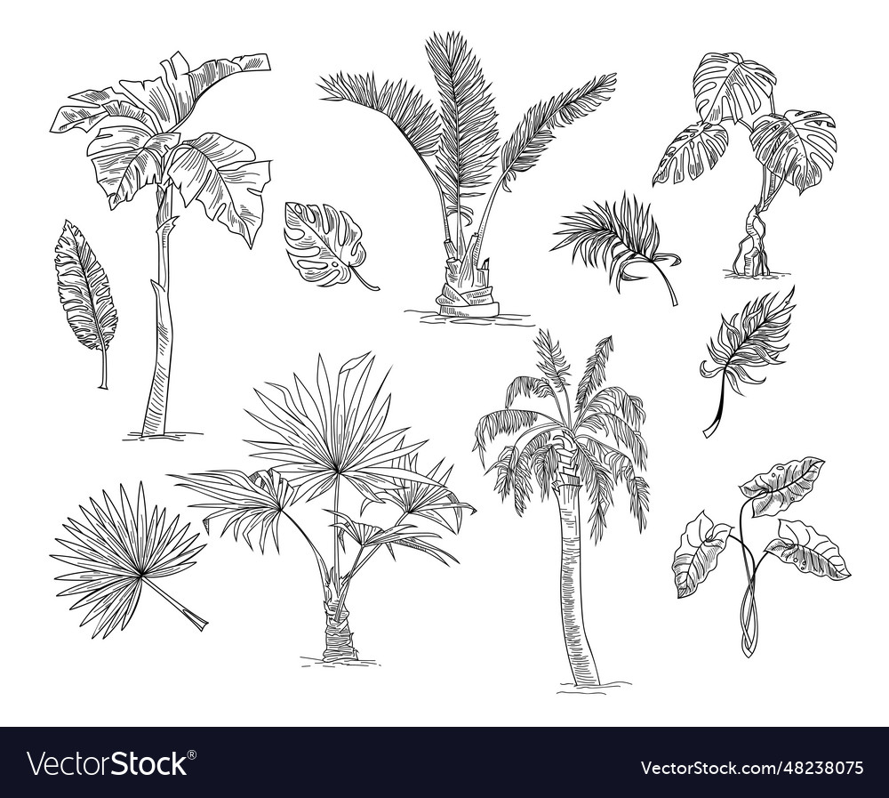 Palm tree sketch set Royalty Free Vector Image