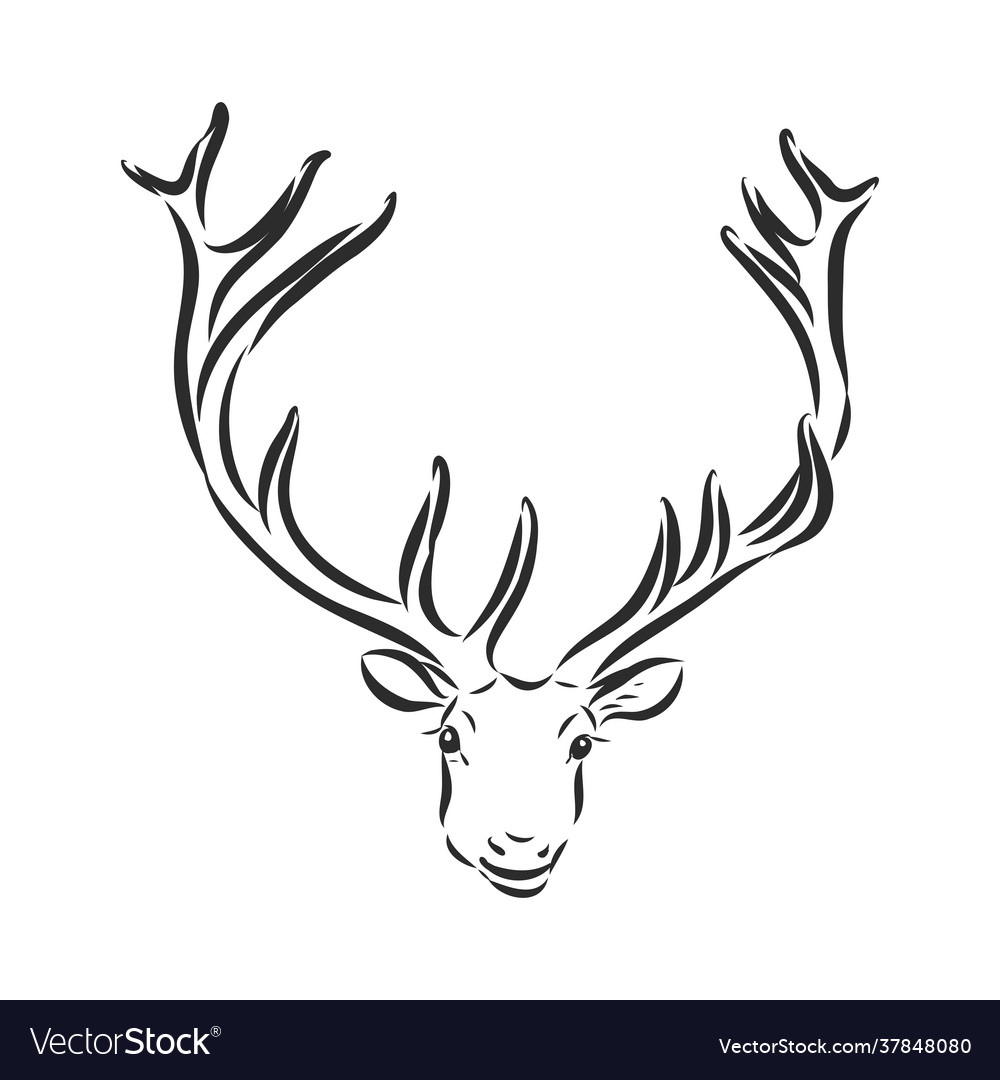 Deer - hand draw isolated on background Royalty Free Vector