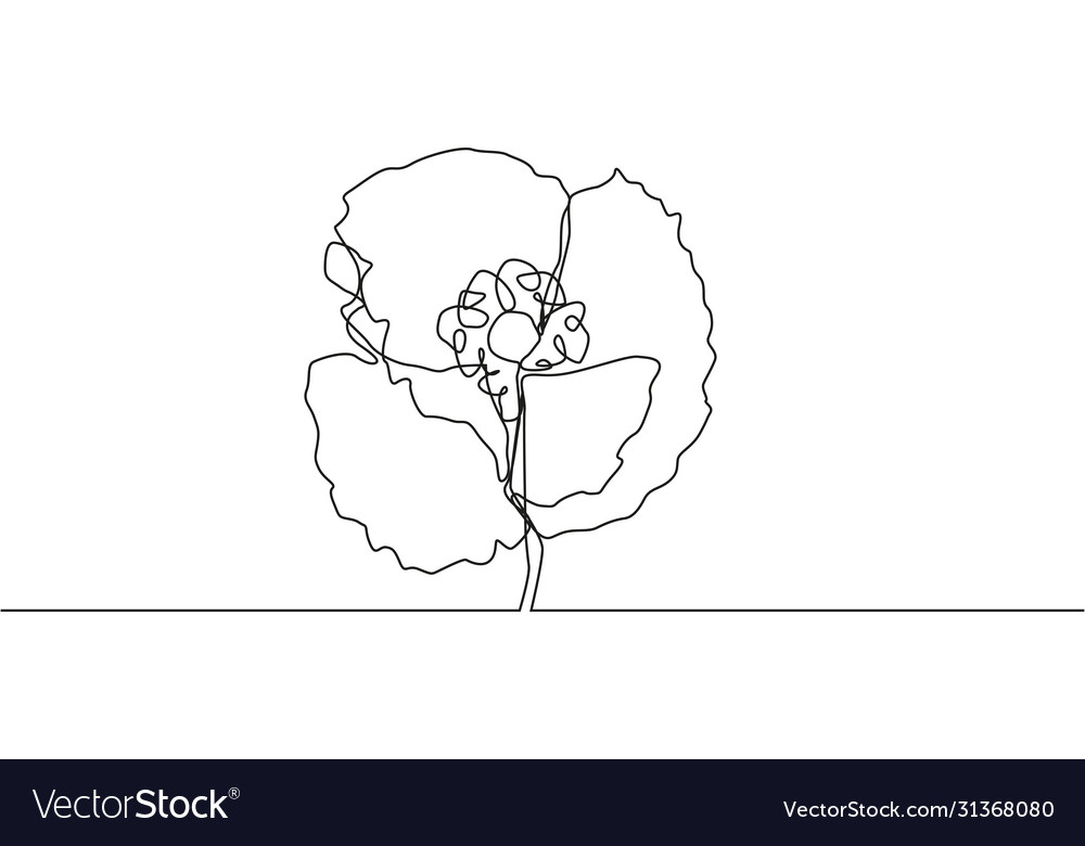 Poppy Flower Line Art Minimalist Contour Drawing Vector Image