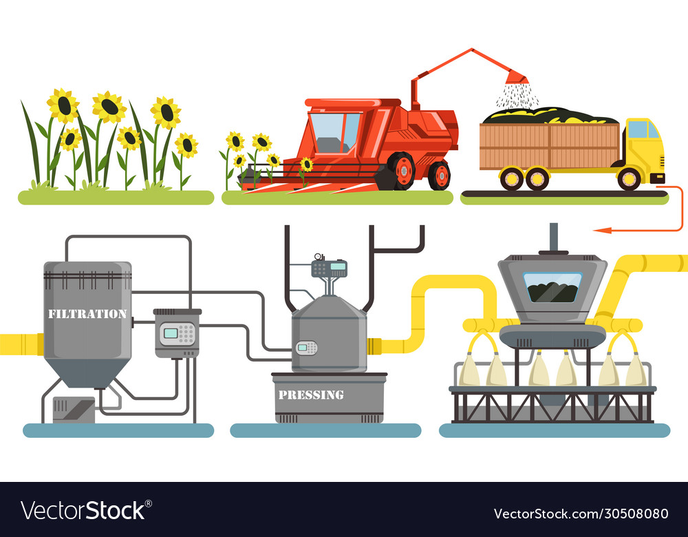 sunflower-oil-production-process-harvesting-vector-image