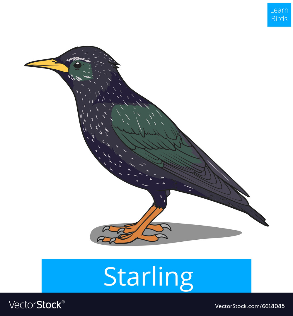 Starling Bird Learning Game
