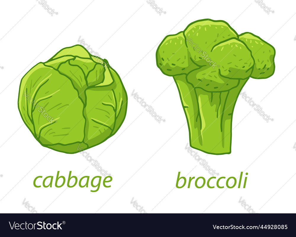 Vegetables cabbage broccoli vector image Vegetables cabbage broccoli