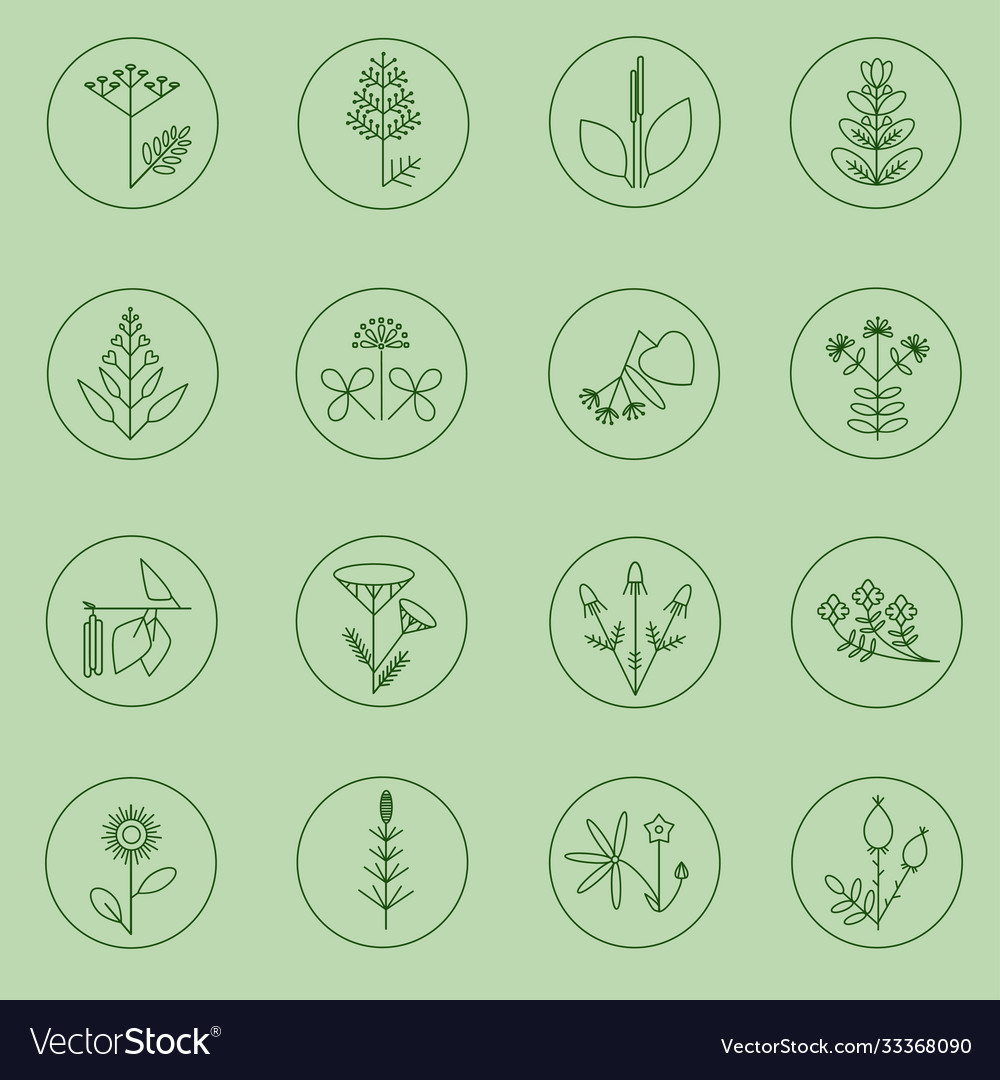 Set medicinal plants icons minimalistic plants Vector Image