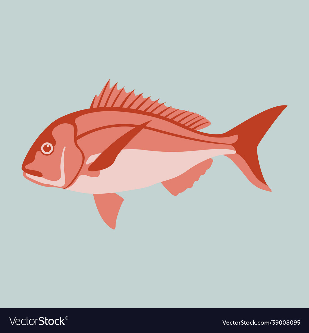 Splendid Alfonsino Known Golden Eye Snapper Stock Vector (Royalty Free)  1682146591