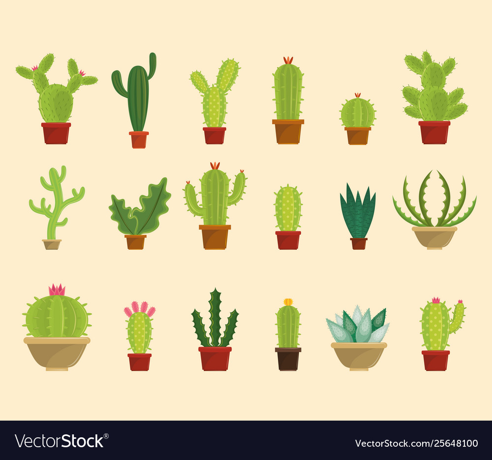 Set cactus succulents in pots collection