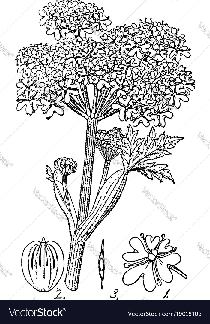 Cow parsnip vintage