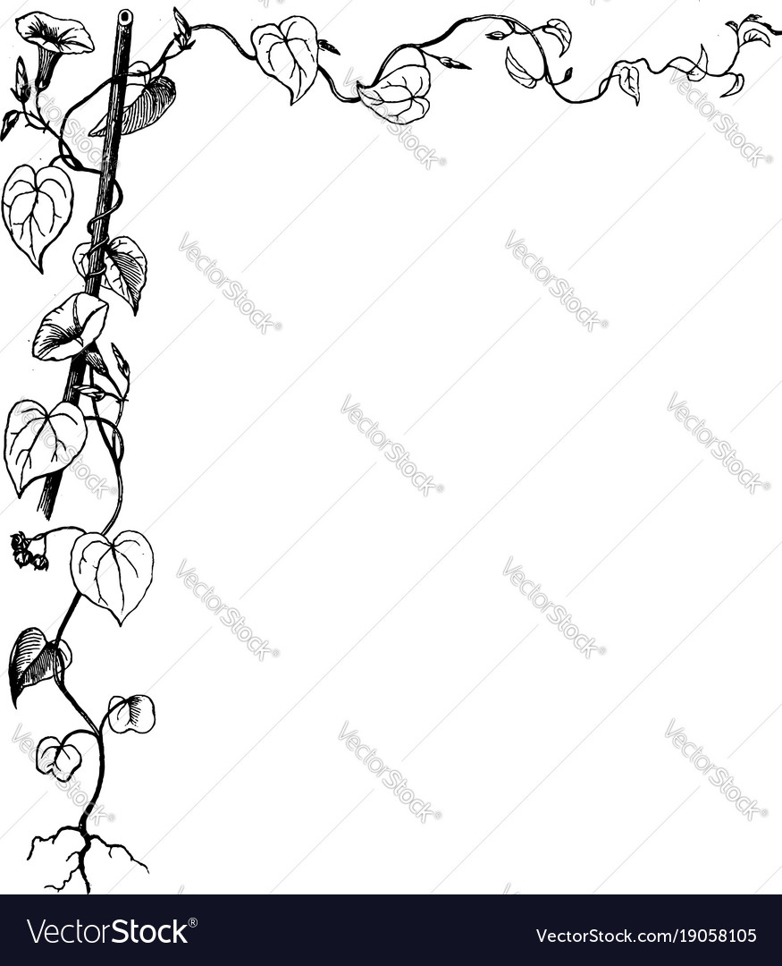 Download Morning glory have leaves vine in this border Vector Image