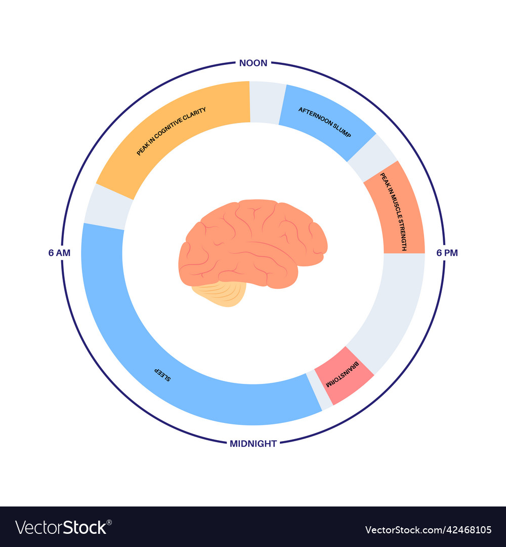 Sleep wake cycle Vector Image Sleep wake cycle