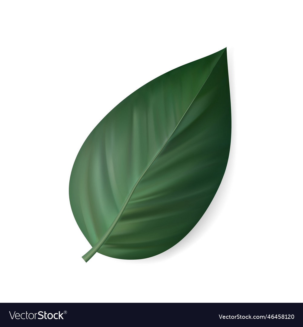 Tropical leaf isolated exotics botanical