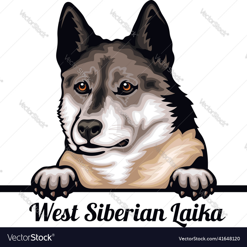 West Siberian Laika - Color Portrait